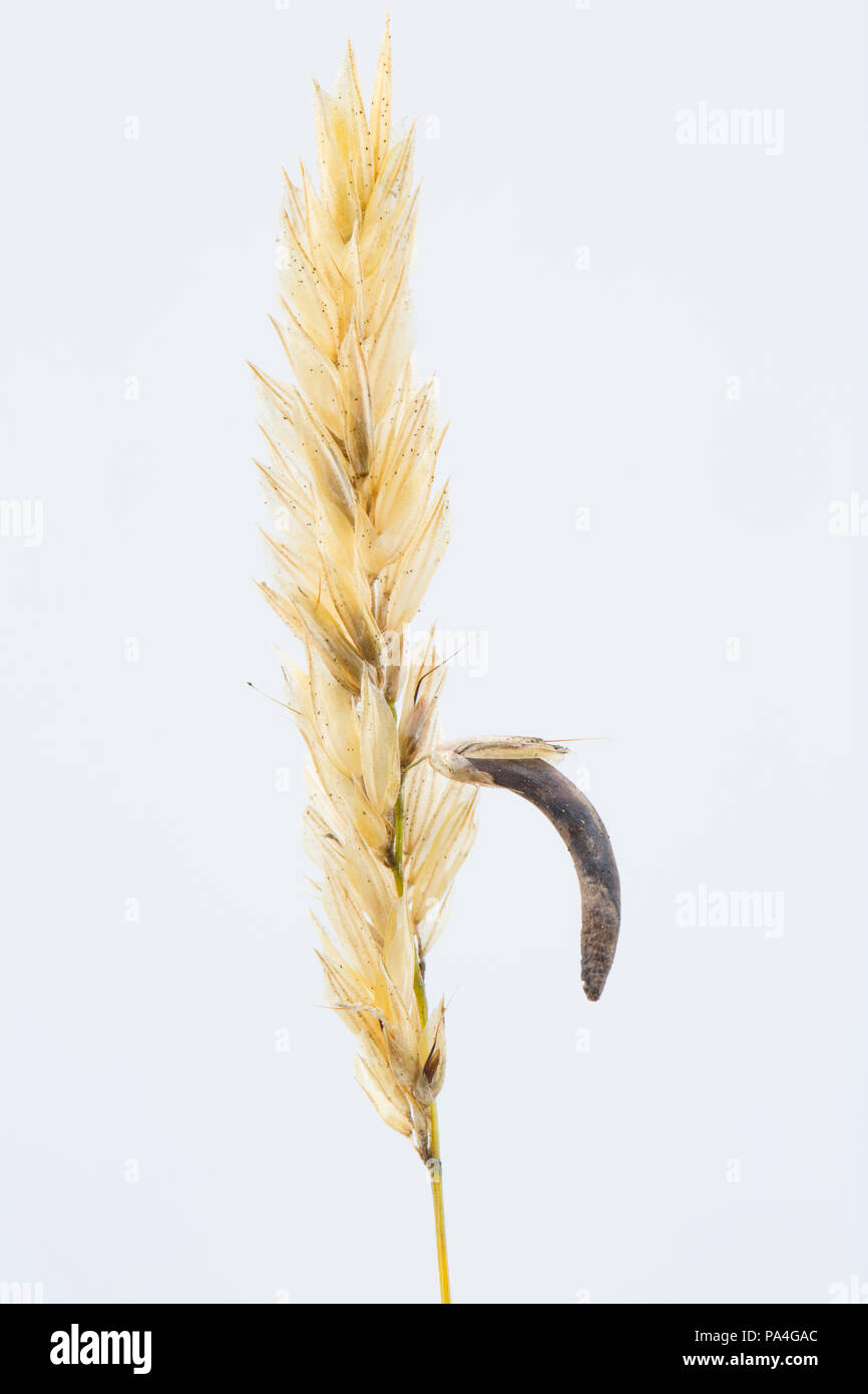 An ergot fungi sclerotium, Calviceps purpurea, growing on infected wild