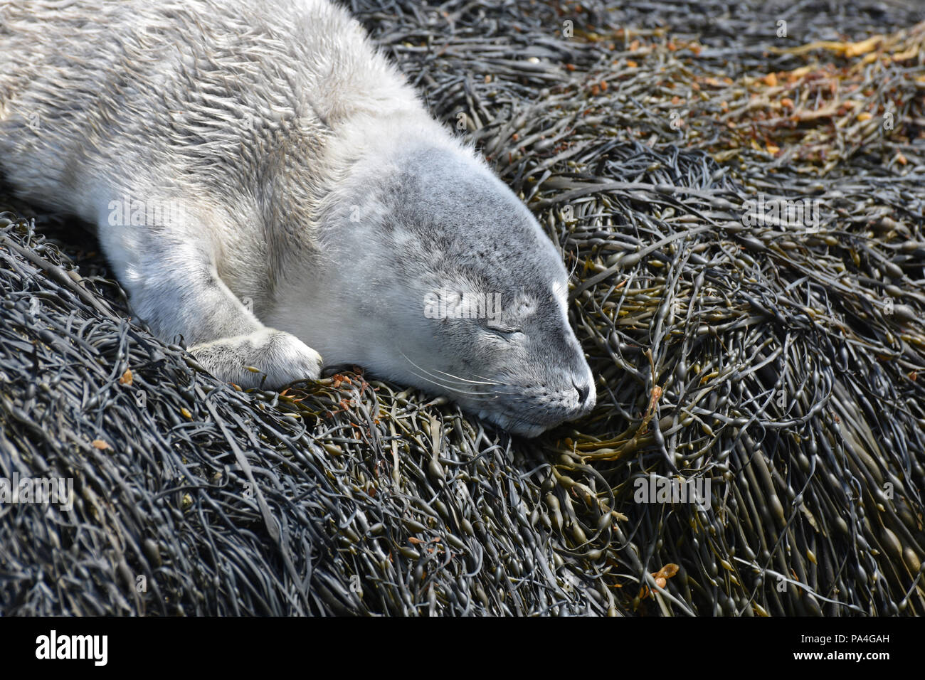 Really cute baby seal pup sound asleep in Maine Stock Photo Alamy