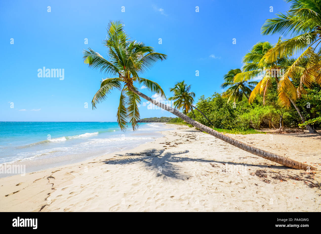 Caribbean Martinique beach coconut Stock Photo