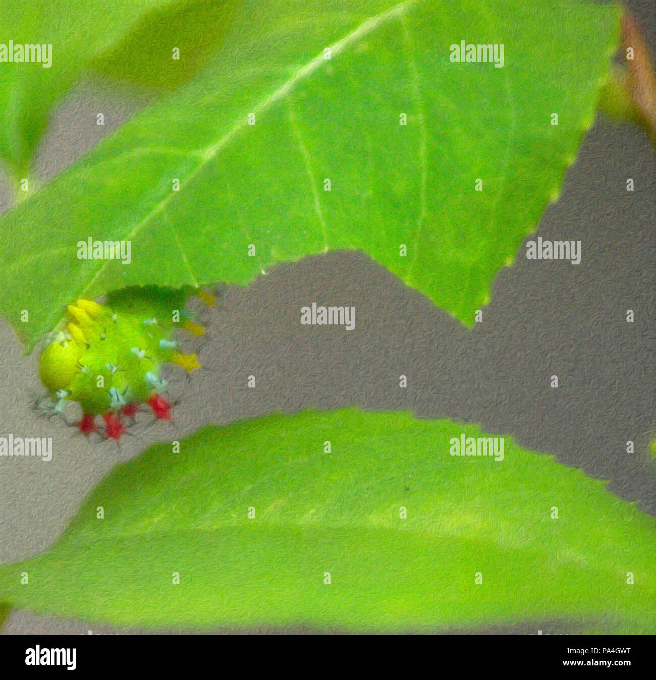 Luna moth caterpillar hires stock photography and images Alamy