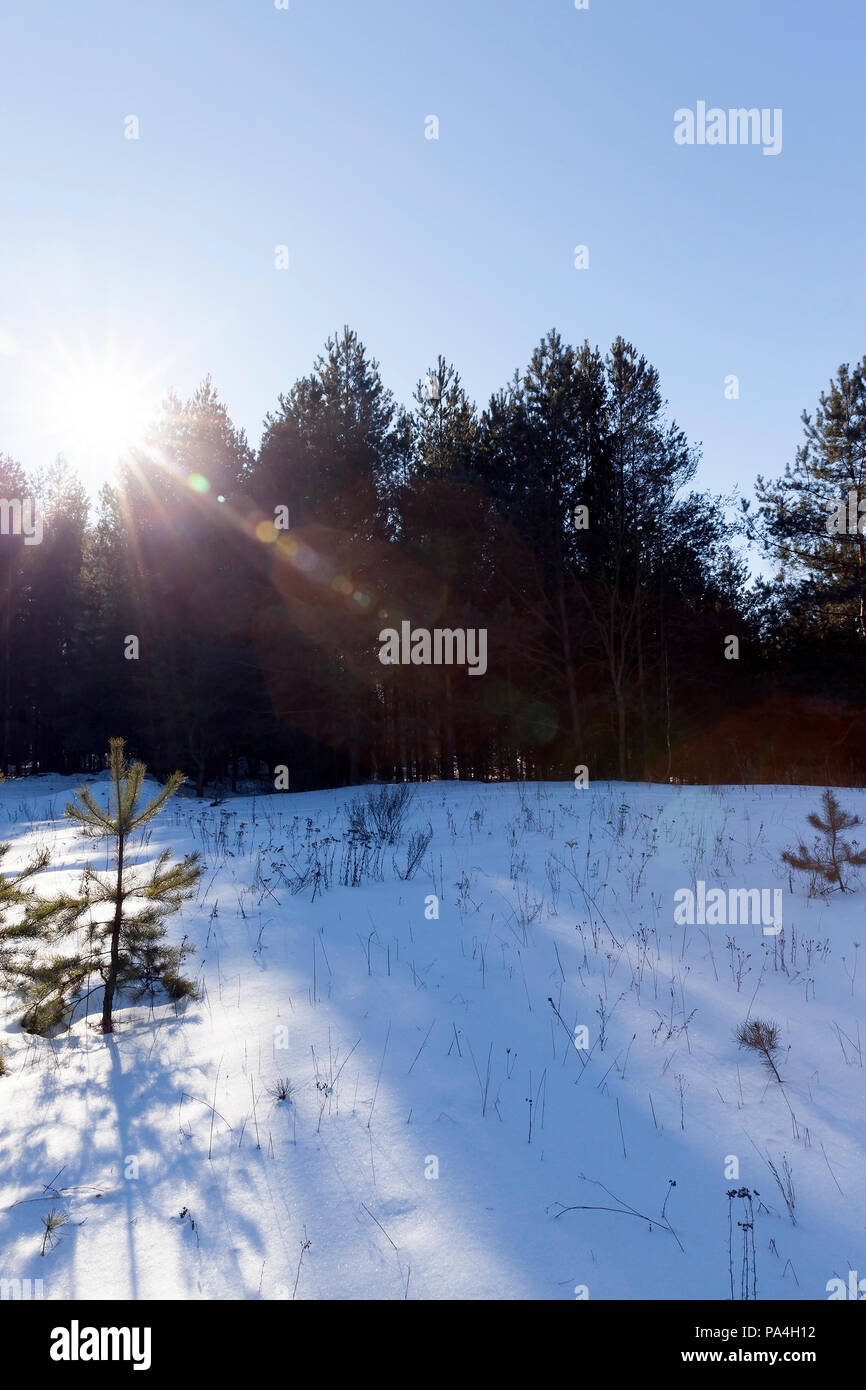 the sun shining behind the trees in the winter season, the meadow before the summer is covered with snow, the landscape with a blue sky Stock Photo