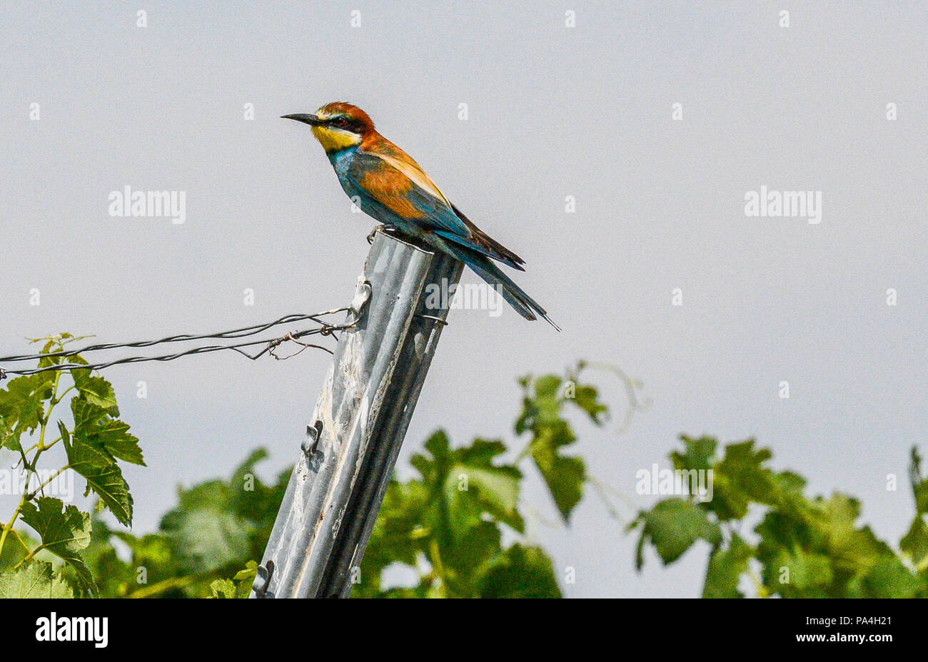 bee-eaters (merops) in the vineyards of Furth, Lower Austria, Austria Stock Photo