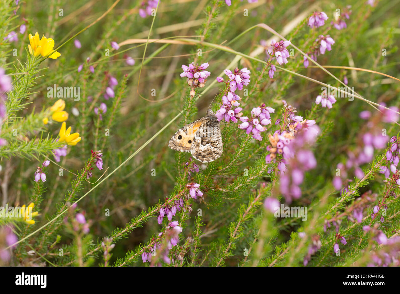 A Grayling butterfly, Hipparchia semele, feeding on heather. Dorset England UK GB Stock Photo