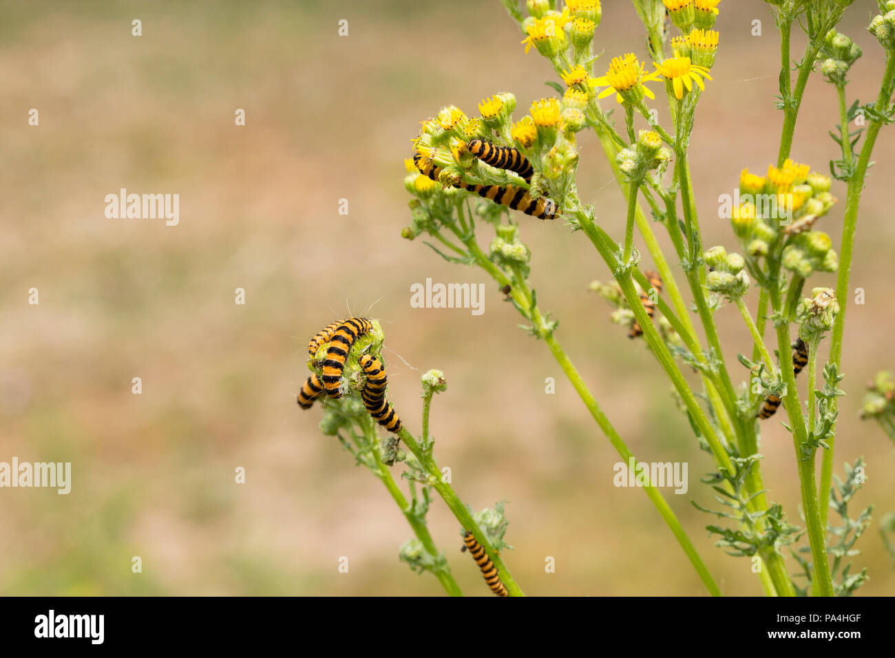Cinnabar moth caterpillars, Tyria jacobaeae, feeding on ragwort plants