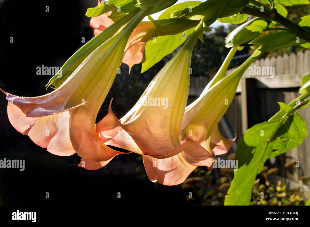 A Trumpet Vine blooms in a garden in New Bern,North Carolina Stock Photo