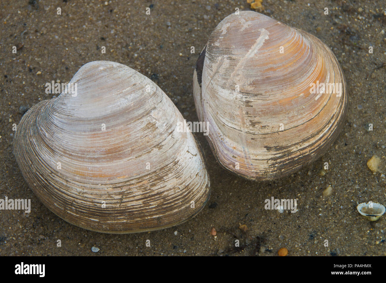 Two clams ready for harvest on a coastline near Bethany Beach Delaware