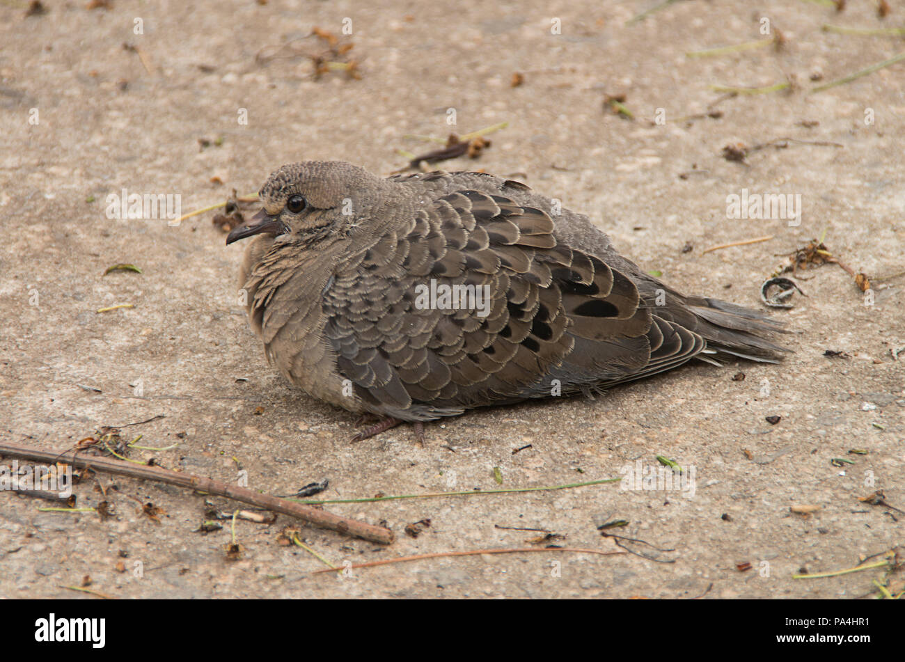Carolina dove hires stock photography and images Alamy