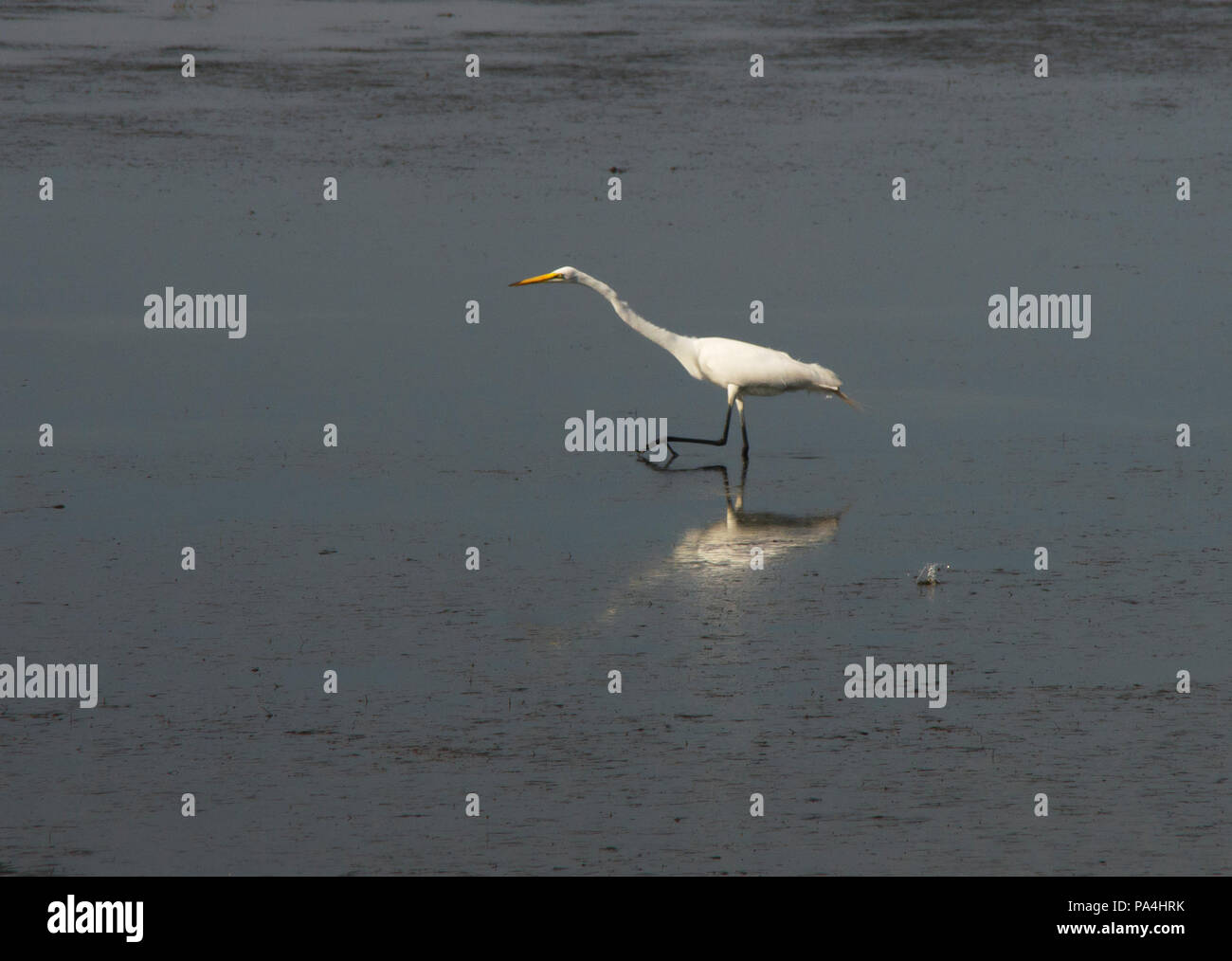 A white Heron scans the water of the Bouge Sound for a quick meal in Salter  Path,North Carolina Stock Photo - Alamy