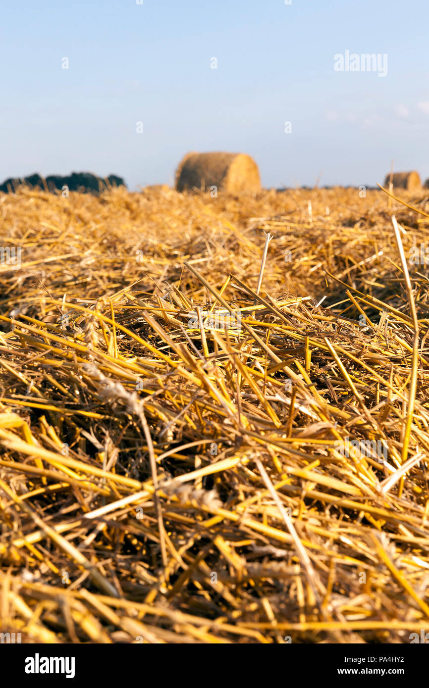 golden dry wheat straw lying in piles and rows and some twisted into stacks, harvesting grains