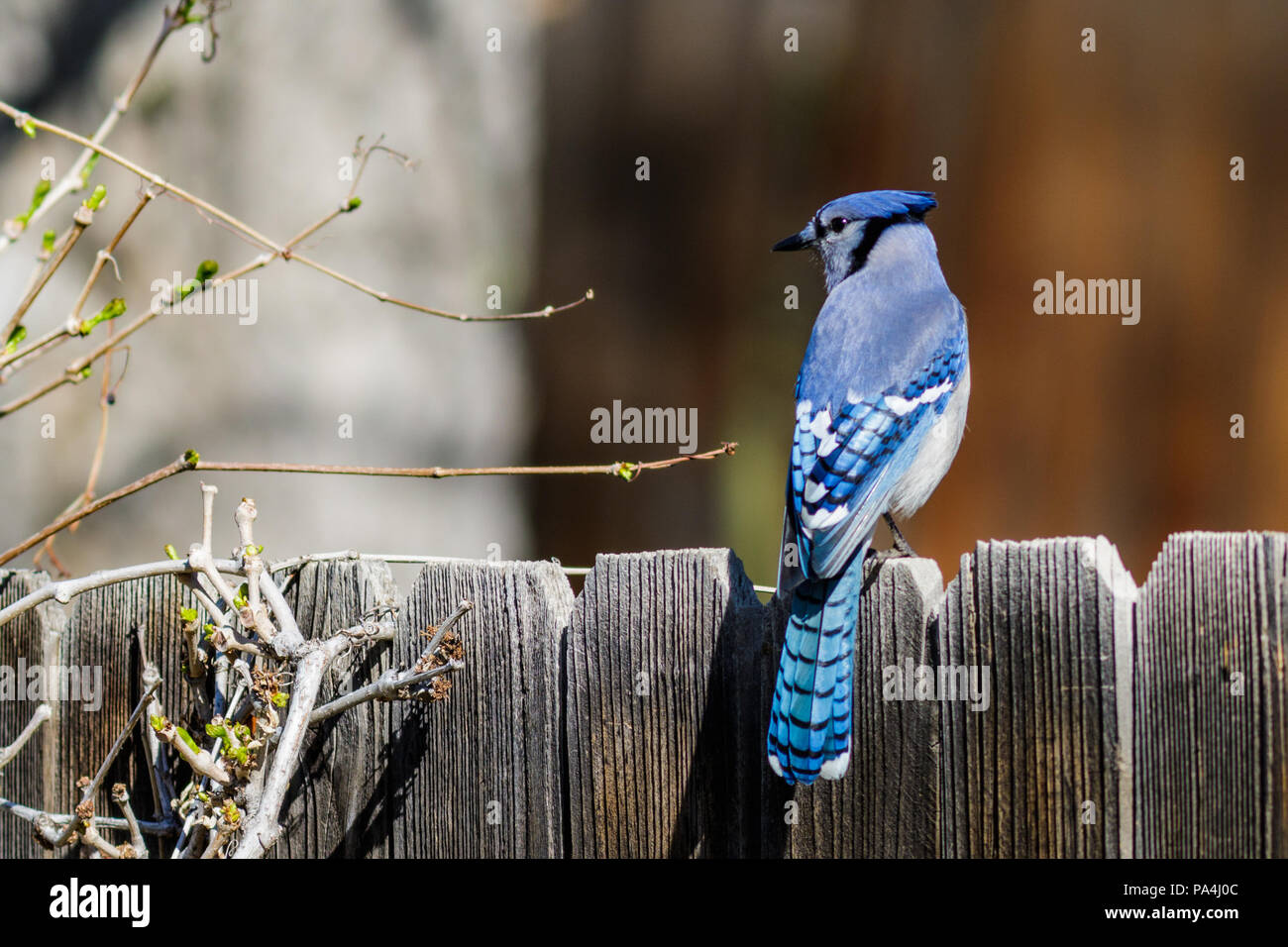 Blue jay perched atop a wooden fence displaying its beautiful colors Stock  Photo - Alamy
