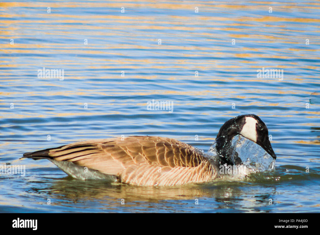 Water dripping off the head of a goose after being submerged Stock ...