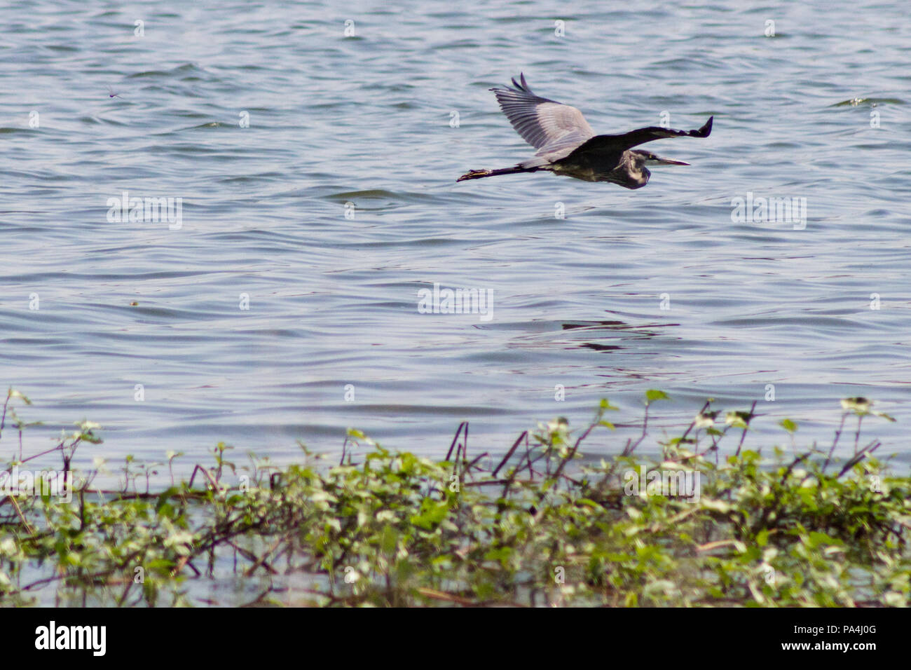 A Great Blue Heron soaring gracefully over a body of water heading out of sight Stock Photo