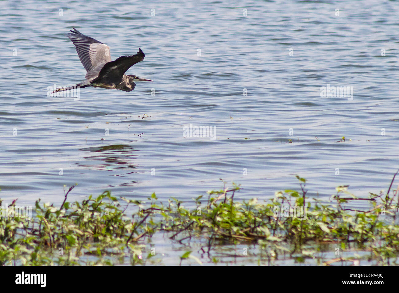 A Great Blue Heron soaring gracefully over a body of water Stock Photo