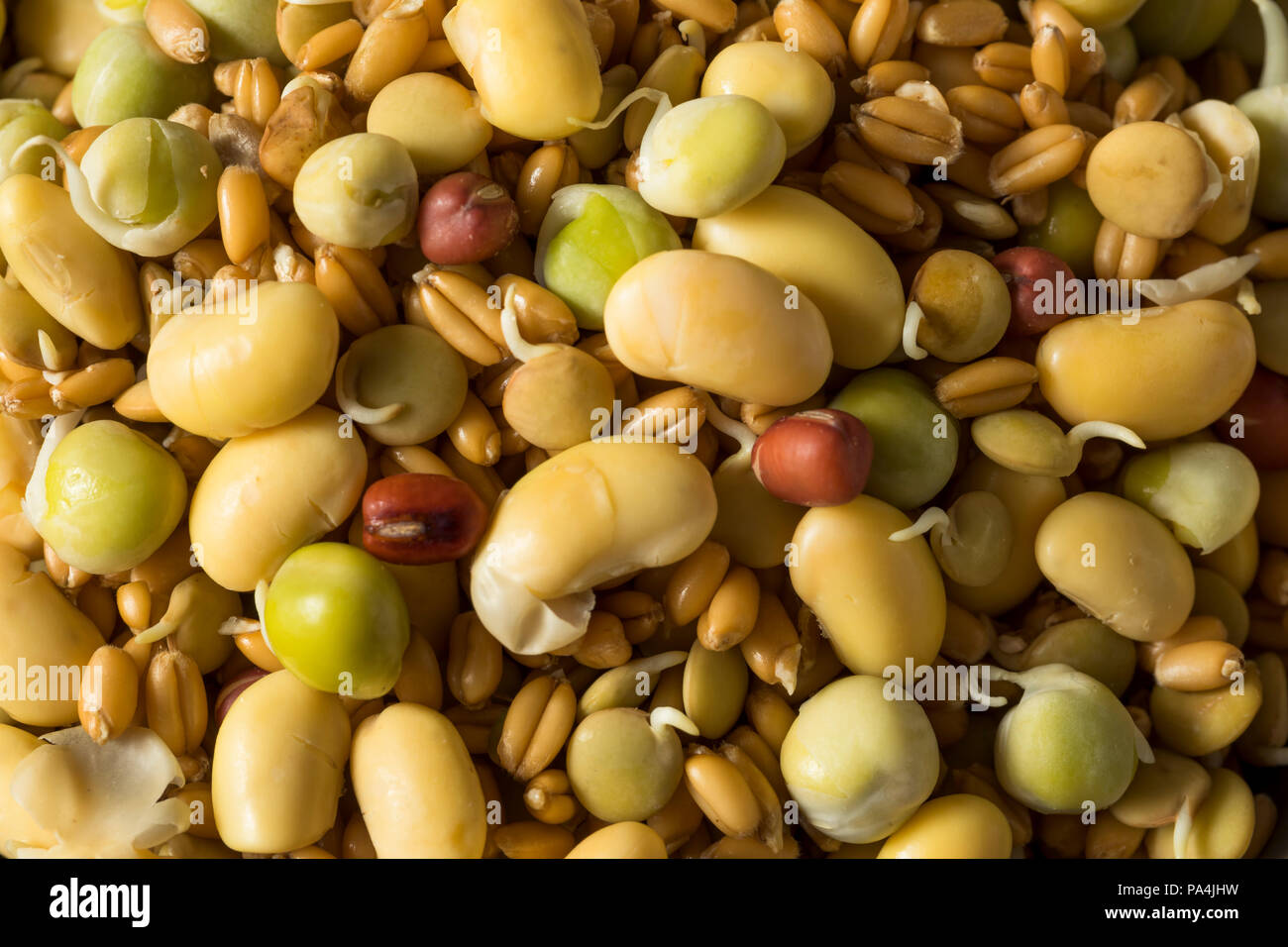 Assorted Raw Sprouted Beans Legumes in a Bowl Stock Photo