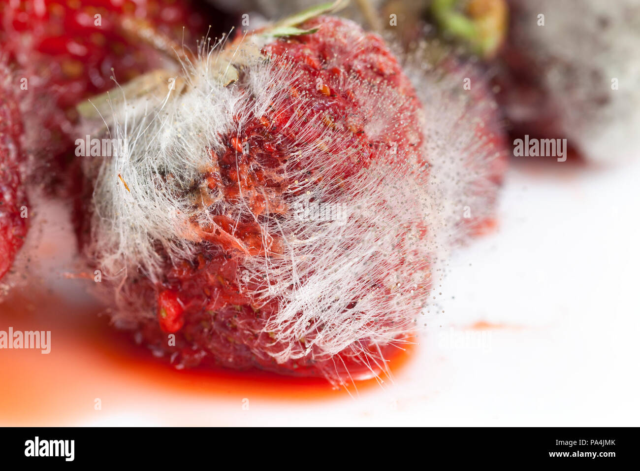 covered with long filaments of mildew red ripe strawberry, closeup of spoiled food Stock Photo