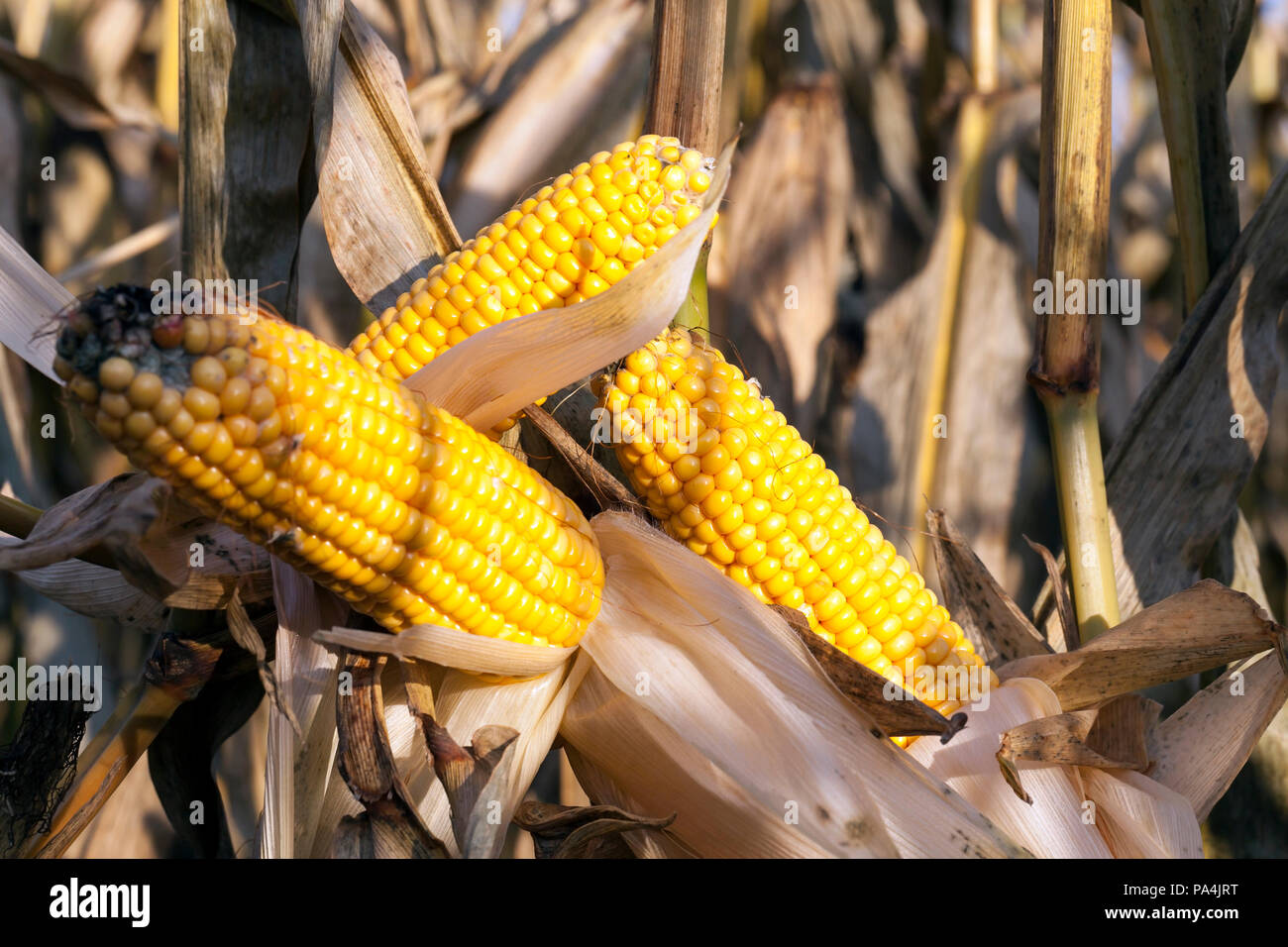 Agriculture crop disease grain corn hires stock photography and images