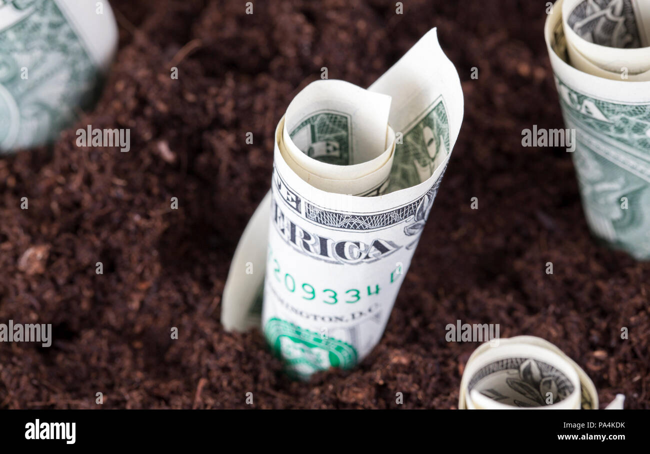 one-dollar cash bills planted in fertile land, the concept of business in agriculture Stock Photo