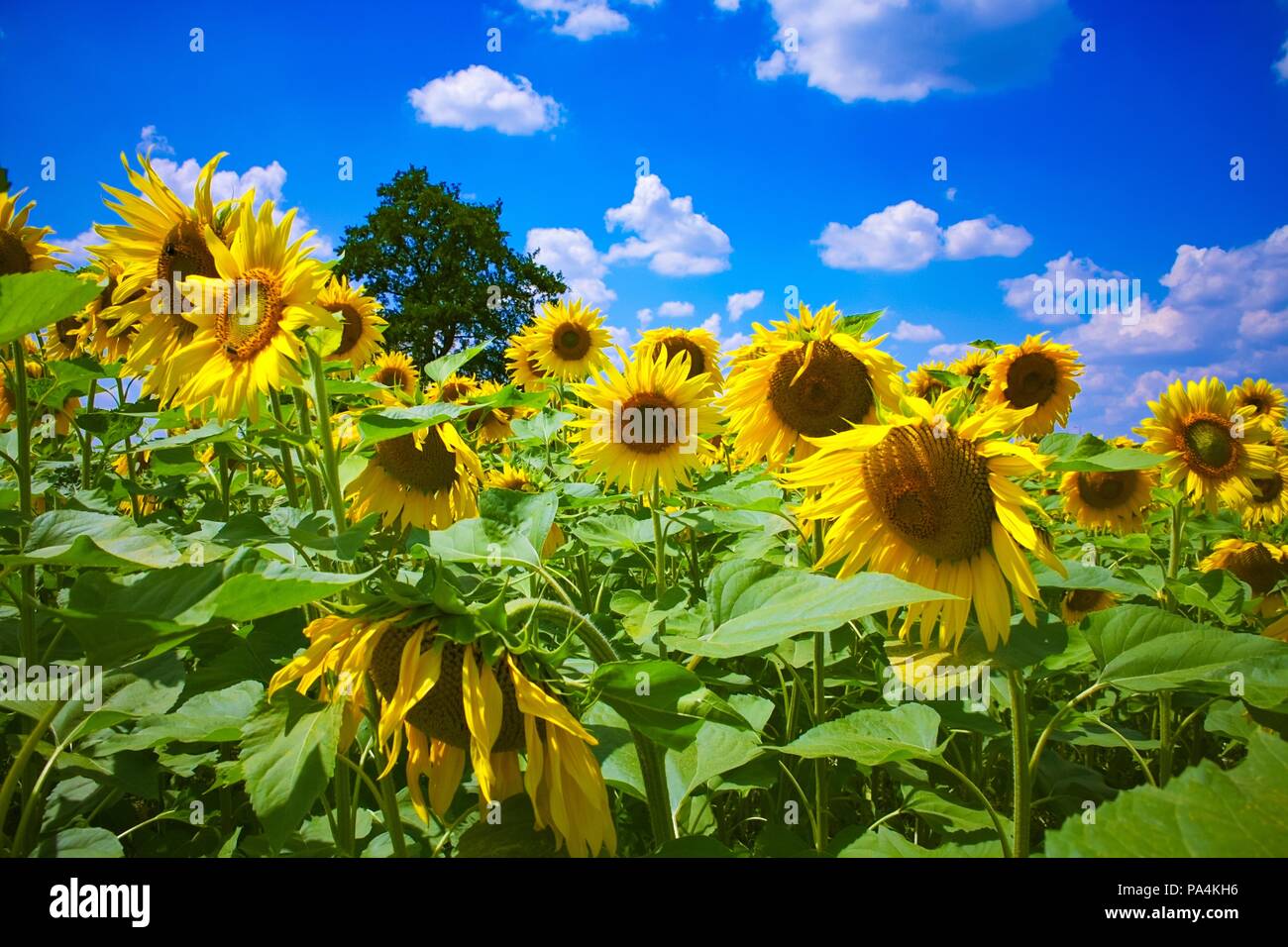 Parts of a sunflower hires stock photography and images Alamy
