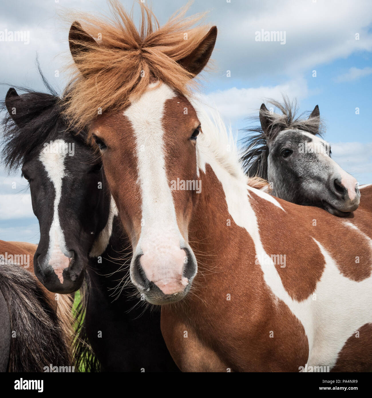 Detail of a black, red and gray Icelandic horses during a cloudy summer day in Iceland Stock Photo
