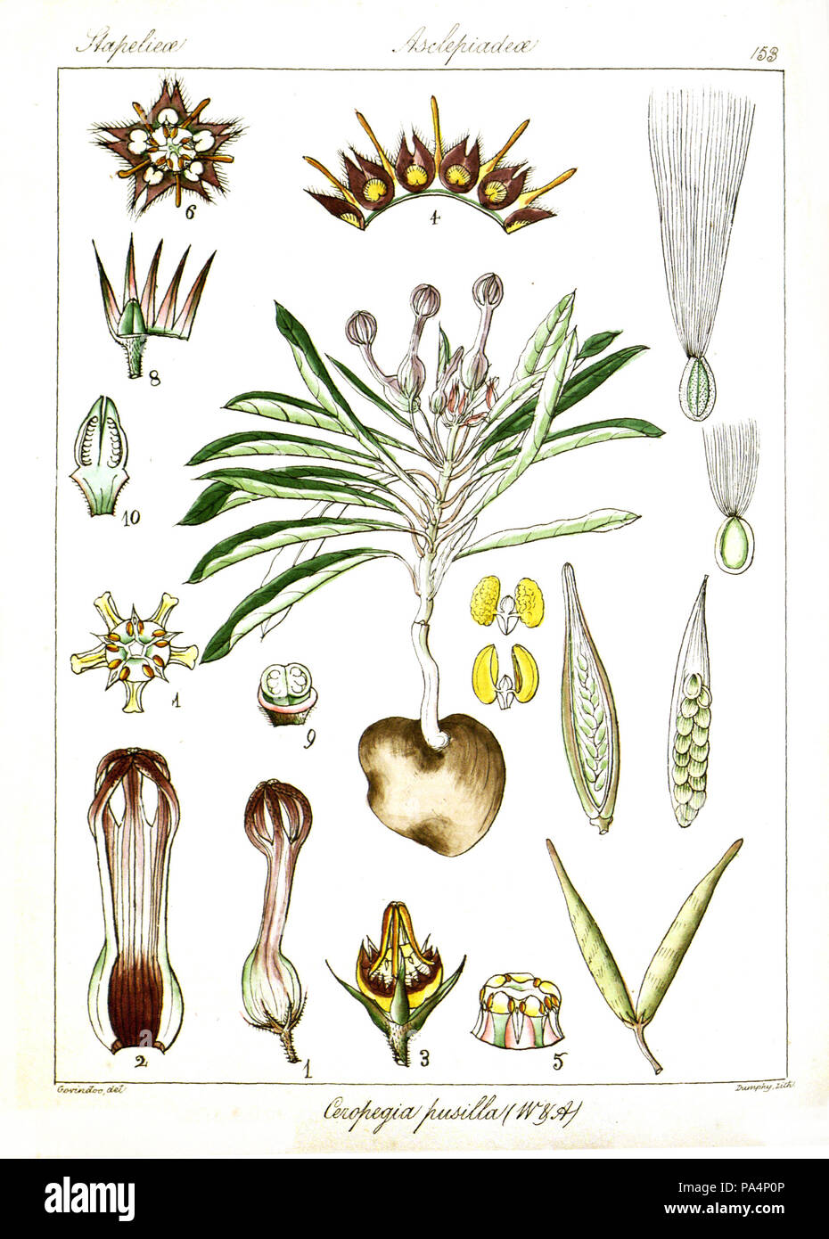 Plant taxonomy archives hi-res stock photography and images - Alamy