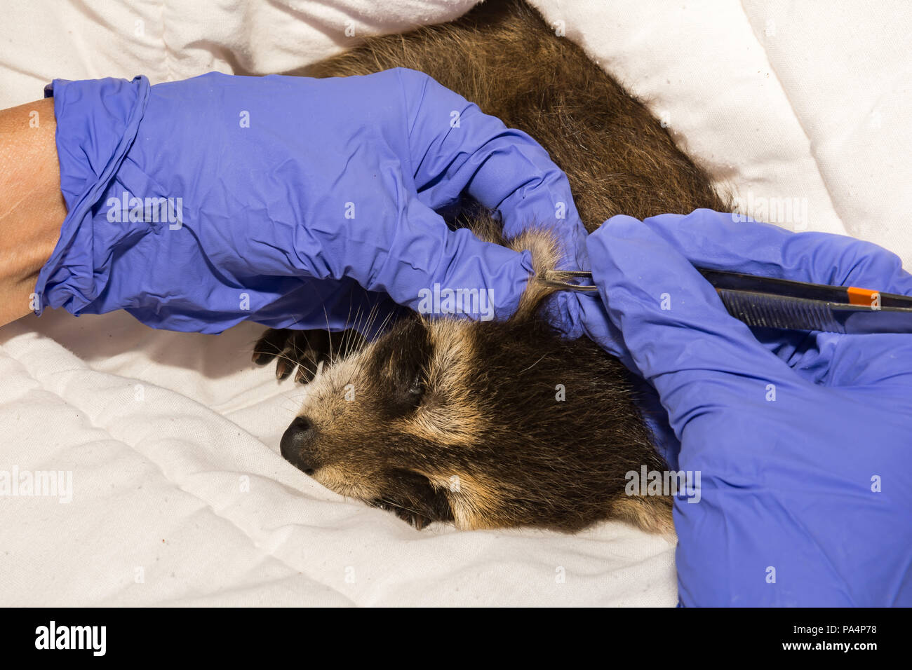 Removing ticks from a baby raccoon. Stock Photo