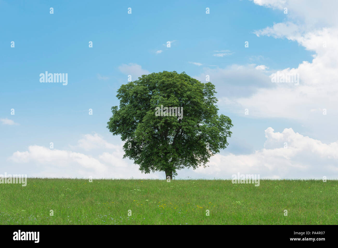 A single tree on a hill in France Stock Photo