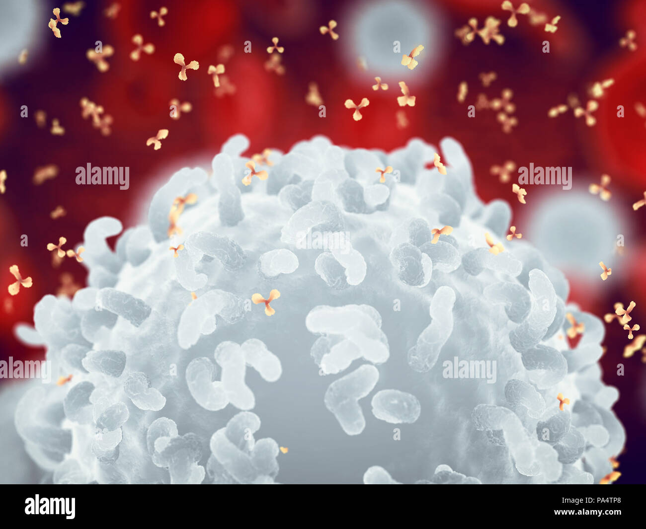 White , red blood cells and antibodies , Leukocytes , Infectious disease and Immune system Stock Photo