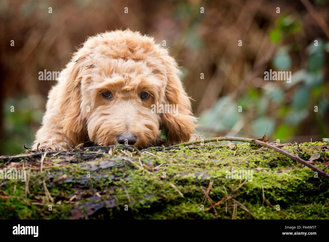 Curly cockerpoo hi-res stock photography and images - Alamy