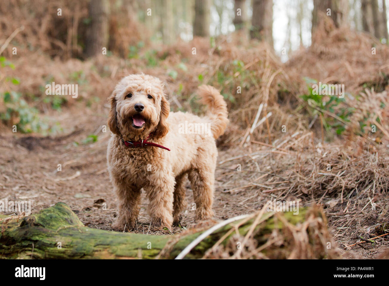 Beige Cockerpoo playing in the wood Stock Photo