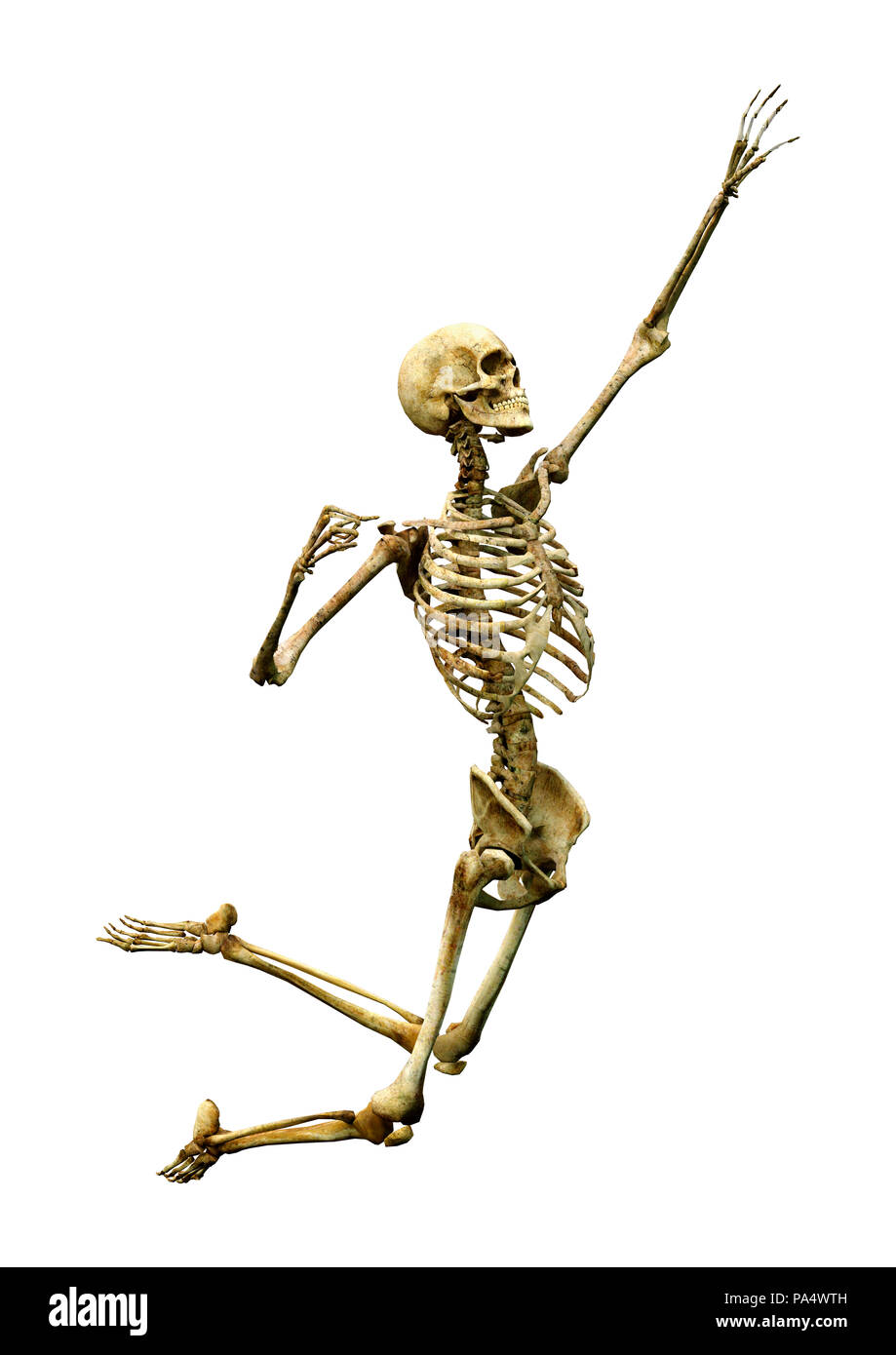 3D rendering of a human skeleton isolated on white background Stock ...