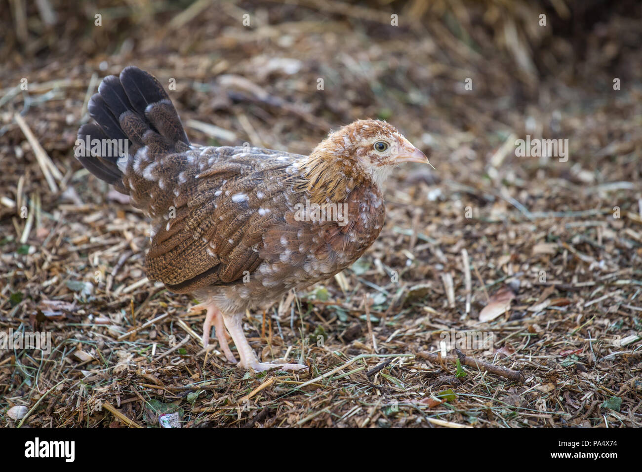 Steinhendl Stoapiperl [Gallus gallus domesticus] critically