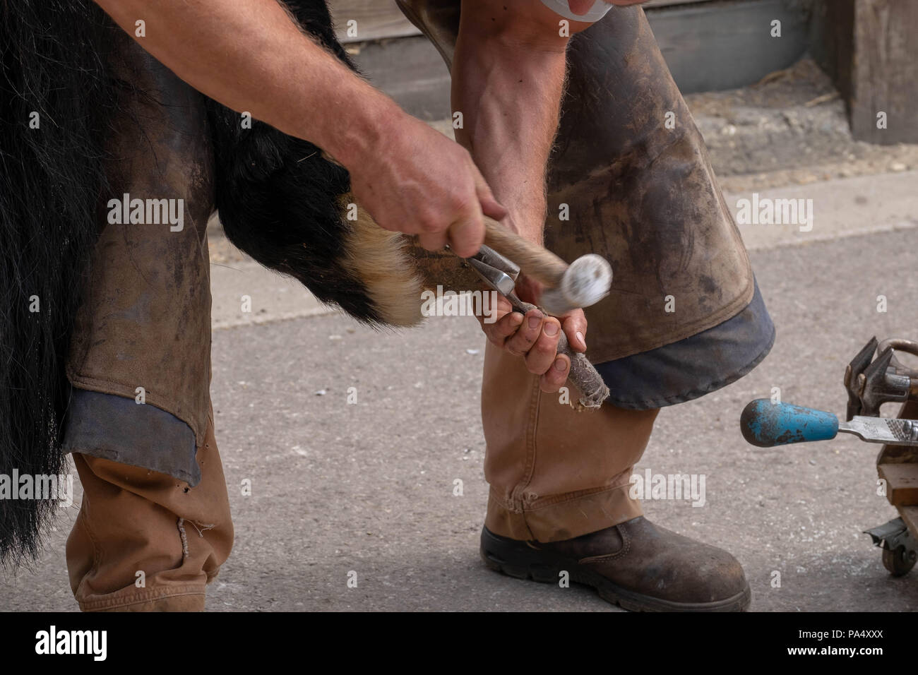 removing old horse shoe farrier Stock Photo Alamy