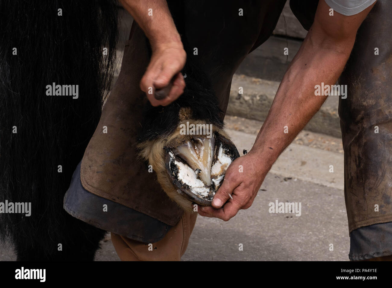 farrier trimming horses hoof Stock Photo Alamy