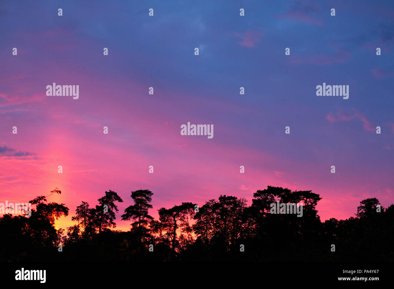 Dramatic and colourful sunset over a horizon of silhouetted trees Stock Photo