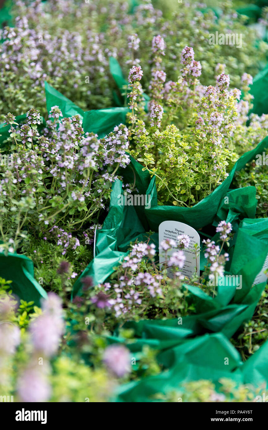 Lots of pots of the herb Thyme gift-wrapped in green tissue paper Stock Photo