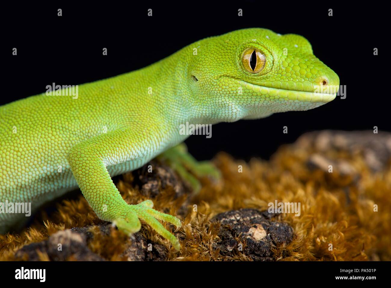 The Wellington green gecko (Naultinus punctatus Stock Photo Alamy