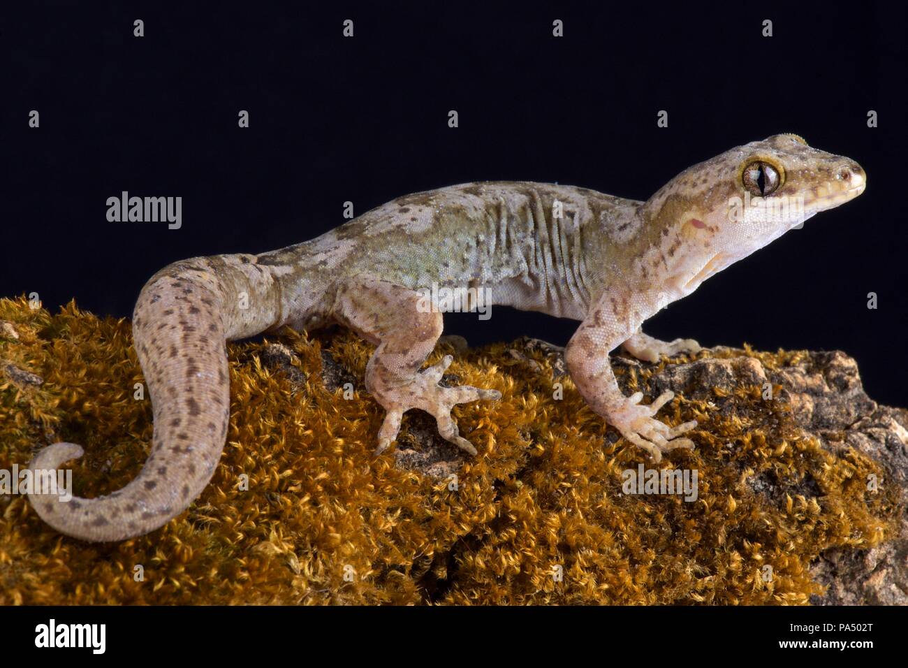 The Pacific gecko (Dactylocnemis pacificus) is a gecko endemic to the