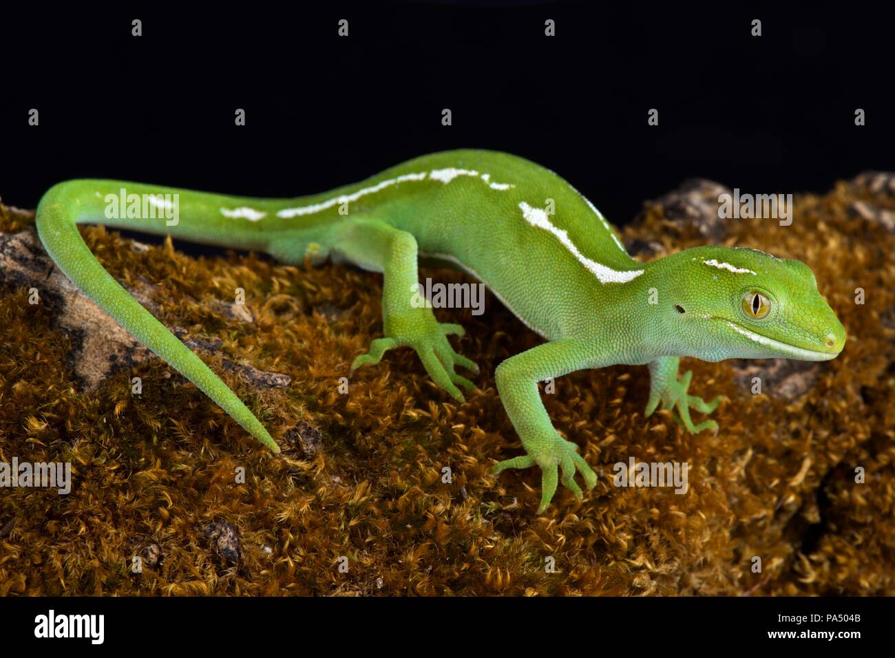 Gecko Tree Nz Found only on north island new zealand hi-res stock photography and ...
