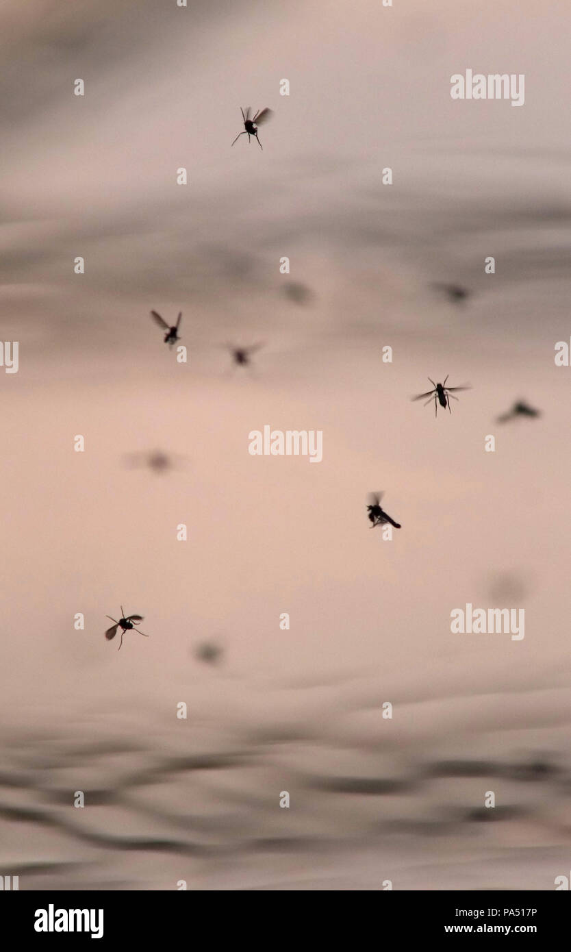 Insects laying eggs hires stock photography and images Alamy