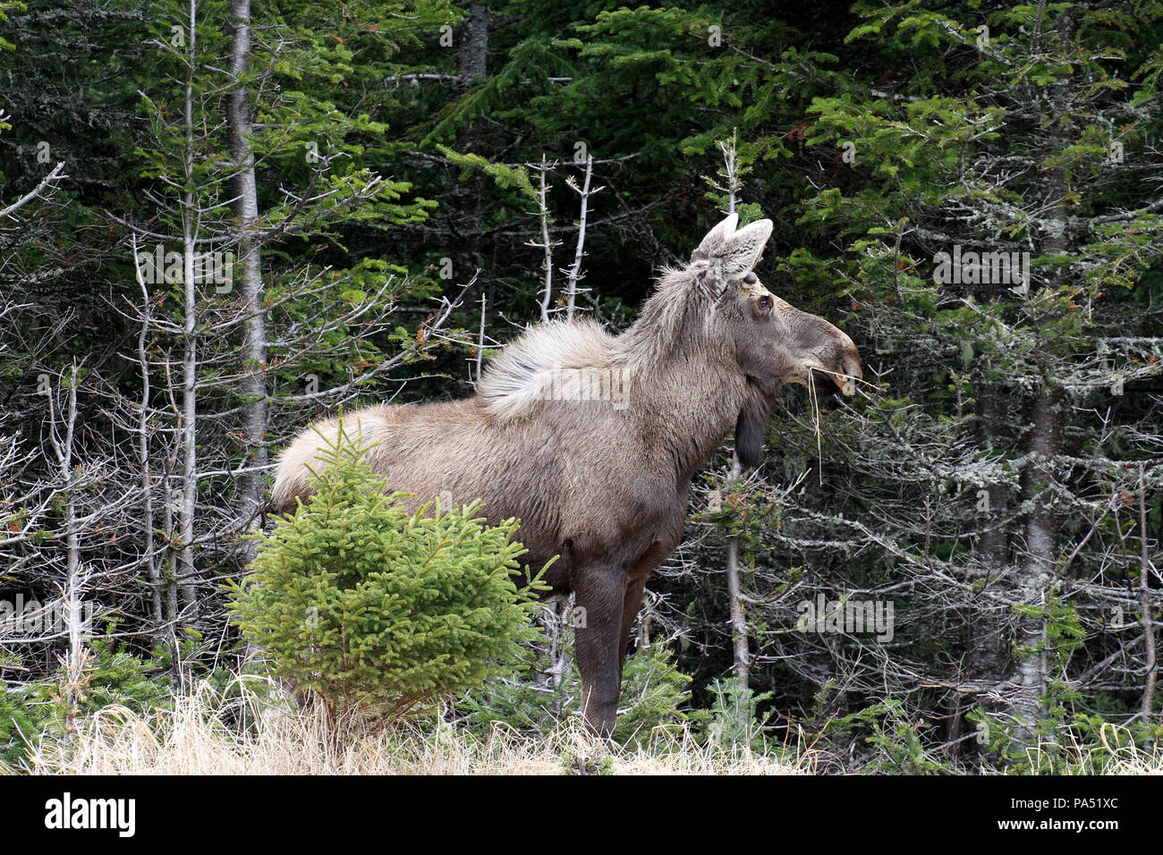 Wildlife, Moose calf. Alces alces.  Travelogue,  Travel Newfoundland, Canada,  'The Rock'.  Landscapes and scenic,  Canadian Province, Stock Photo