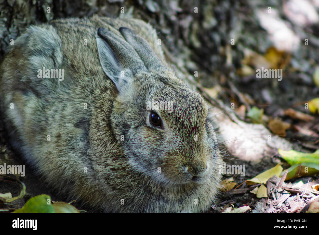 Full body portrait of a cute bunny rabbit against the base of a tree. Stock Photo