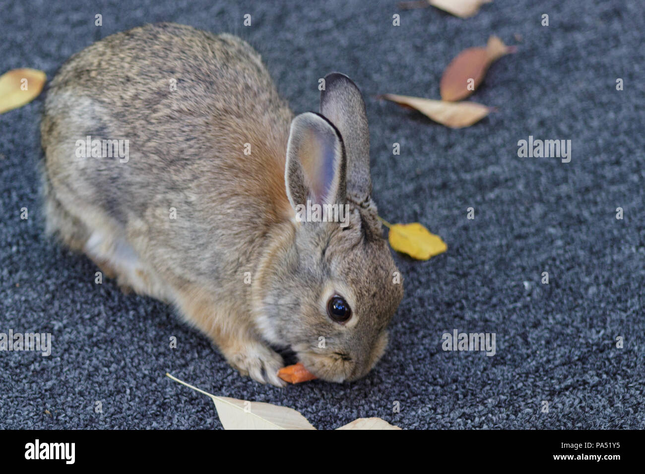 A cute little bunny rabbit having a carrot for a snack Stock Photo