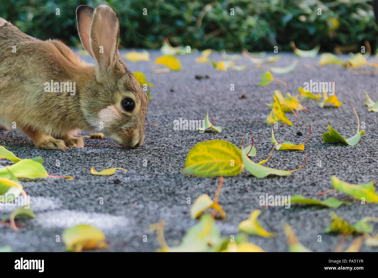 A cute little bunny sniffing the ground, looking for a snack. Stock Photo