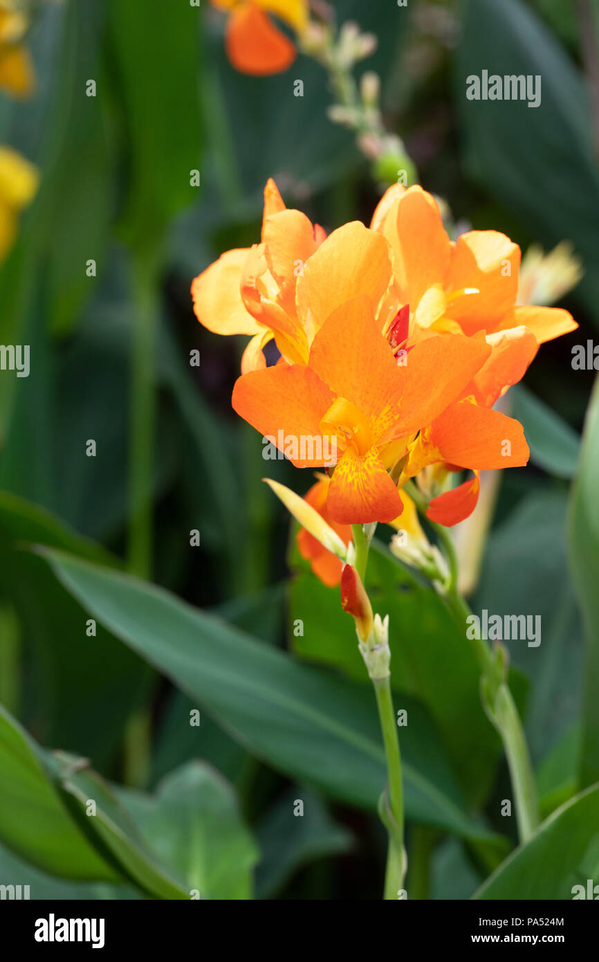 Canna lily ‘Orange punch’ flower Stock Photo