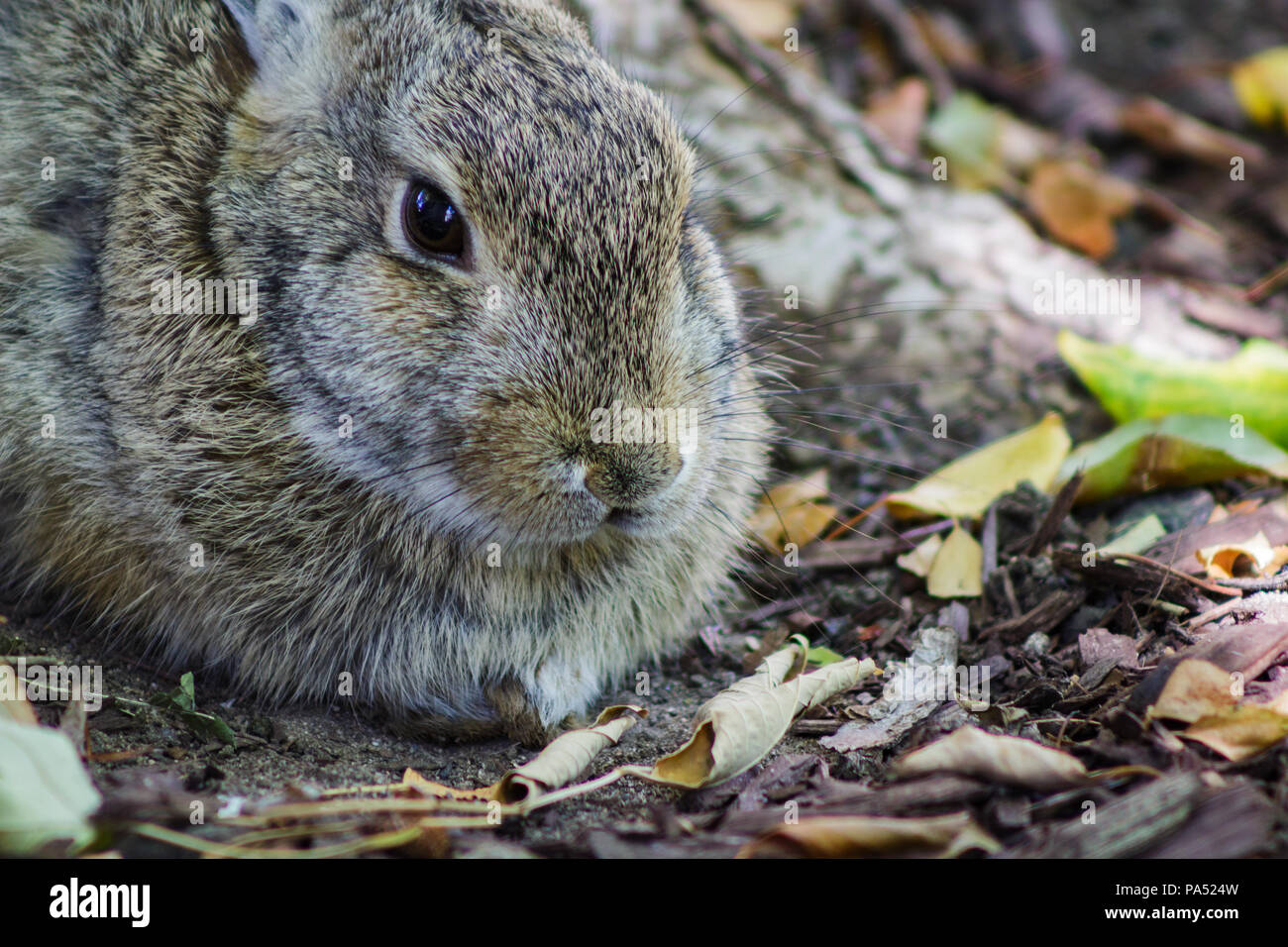 Close up of a cute bunny rabbit at the base of a tree Stock Photo