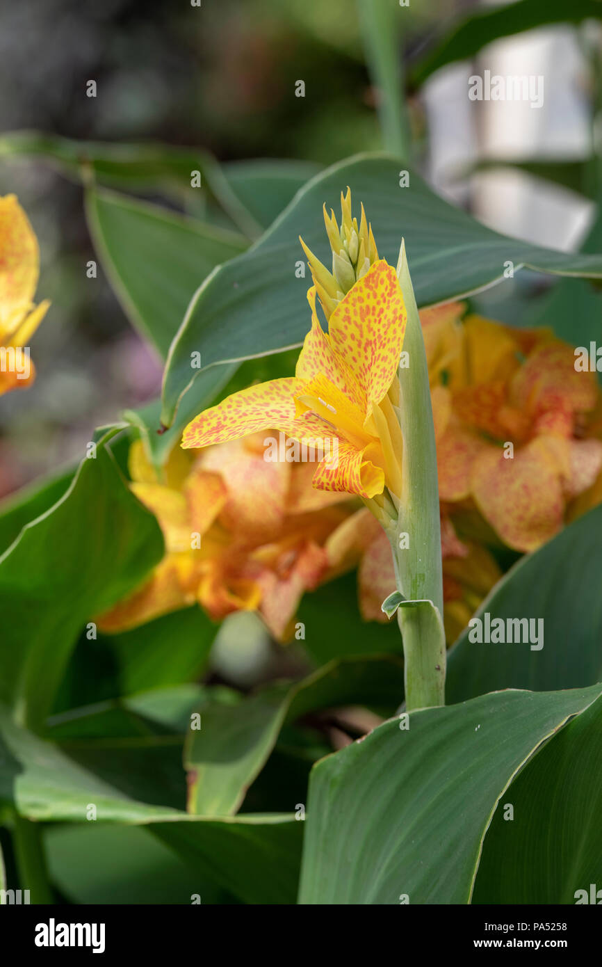 Canna lily ‘Picasso’ flower Stock Photo