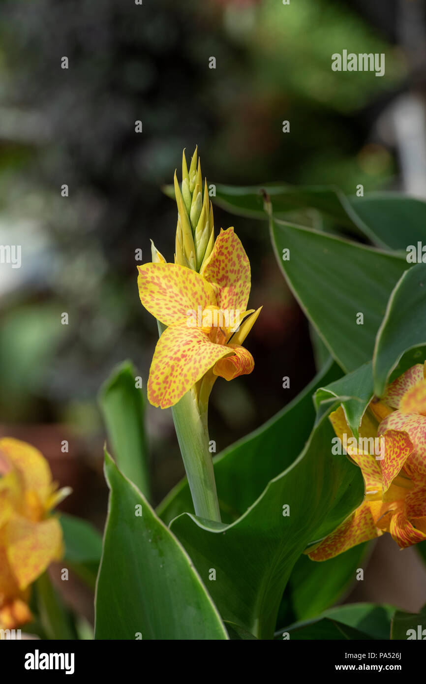 Canna lily ‘Picasso’ flower Stock Photo
