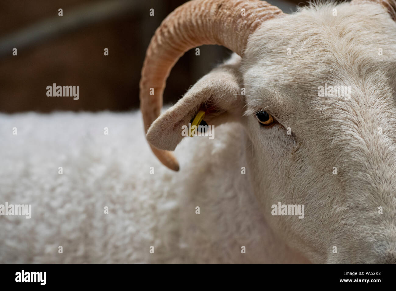 Ovis aries. Wiltshire horn ram on show at an Agricultural show. UK Stock Photo