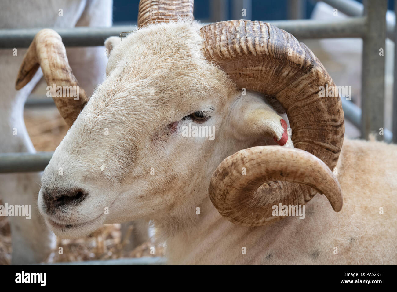 Ovis aries. Wiltshire horn ram on show at an Agricultural show. UK Stock Photo