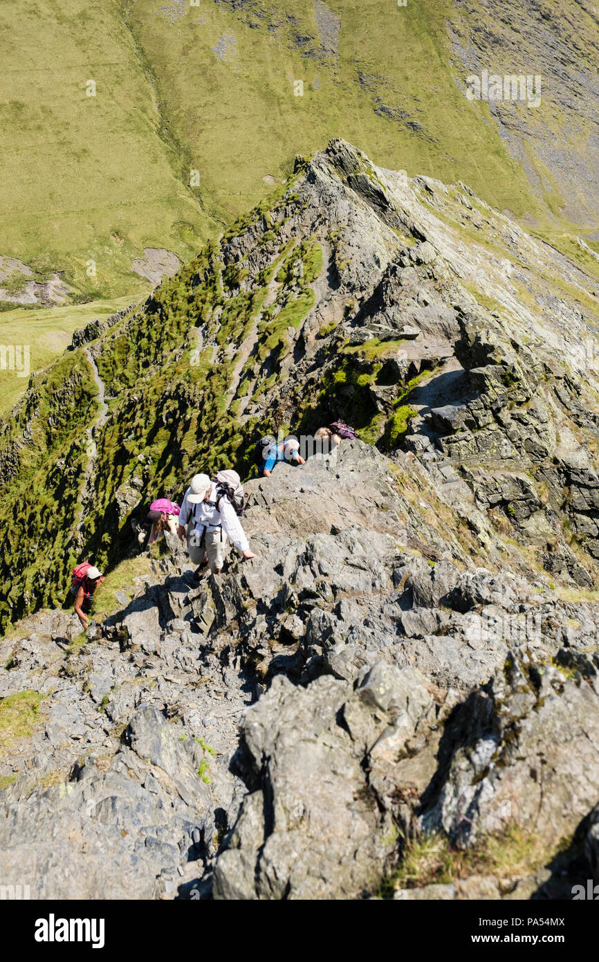 Hiking group of hikers rock scrambling up on Sharp Edge on Blencathra mountain in mountains of Lake District National Park. Keswick Cumbria England UK Stock Photo